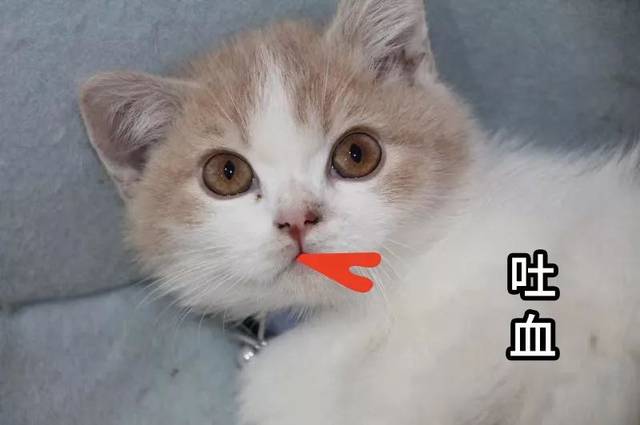 火狐电竞:2018年河南教育有“大动作”全力打造河南的高端智库(图2) 火狐电竞